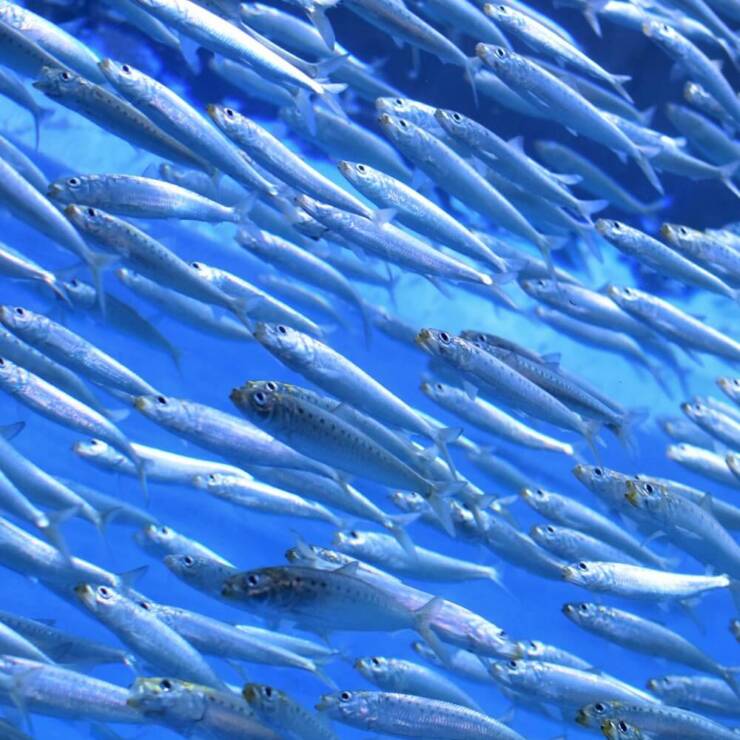 What is Haring exactly?